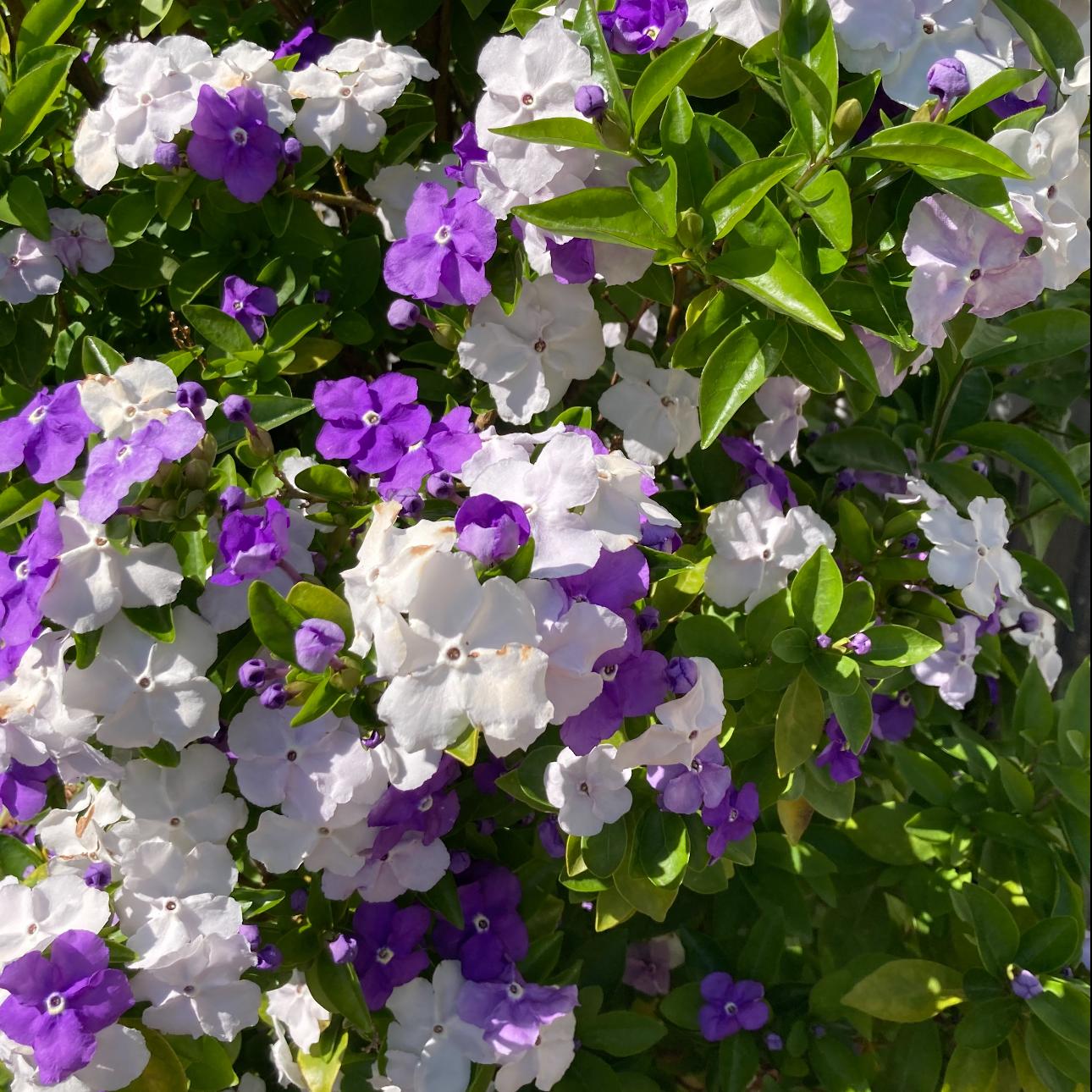 🏆 75K+ ELADVA! 🌿❄️ Éjféli parfüm jázmin magok – téli ültetés, évelő virágok és illatos kerti elegancia 🌸