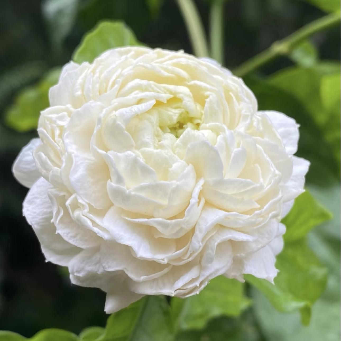 🏆 75K+ ELADVA! 🌿❄️ Éjféli parfüm jázmin magok – téli ültetés, évelő virágok és illatos kerti elegancia 🌸