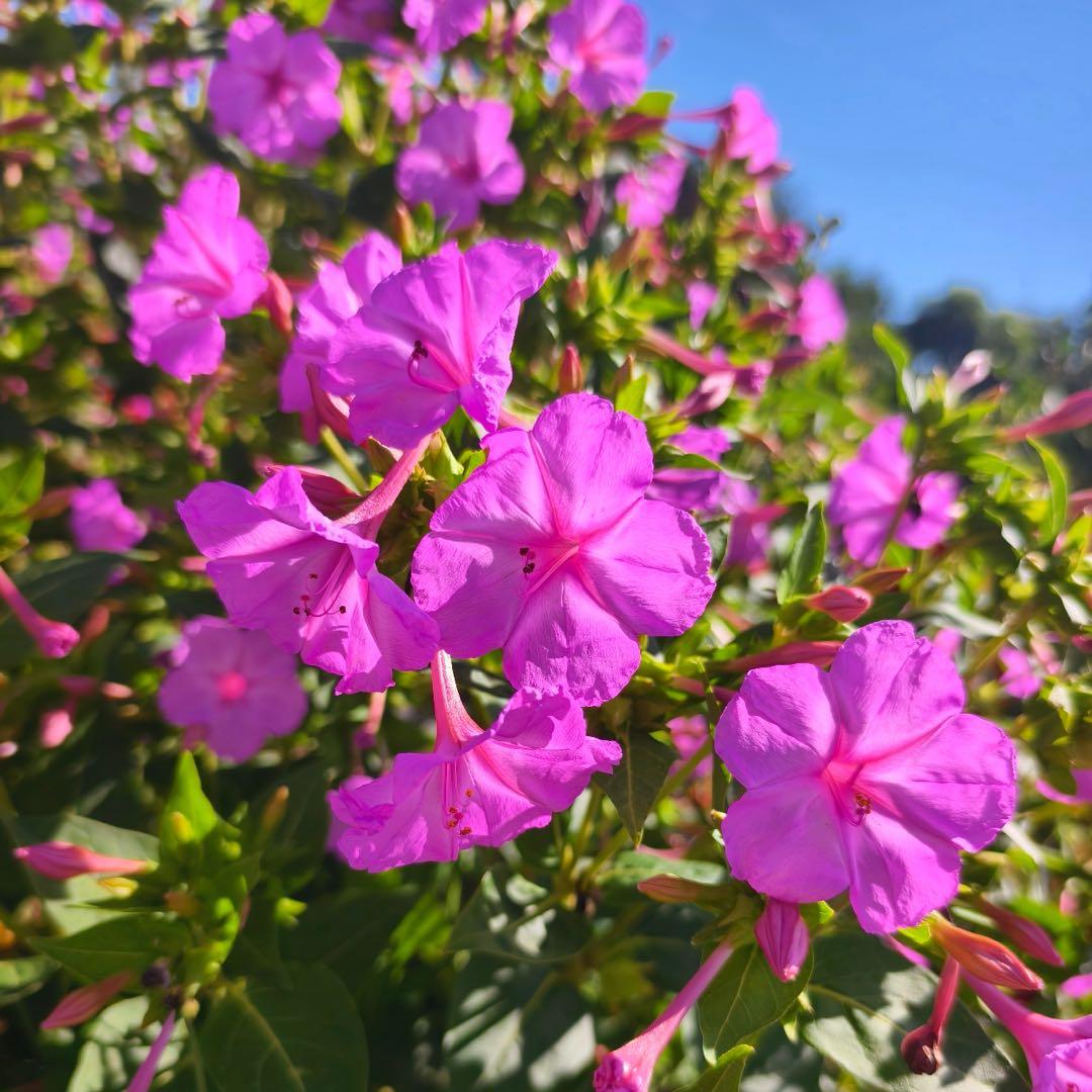 🏆 75K+ ELADVA! 🌿❄️ Éjféli parfüm jázmin magok – téli ültetés, évelő virágok és illatos kerti elegancia 🌸
