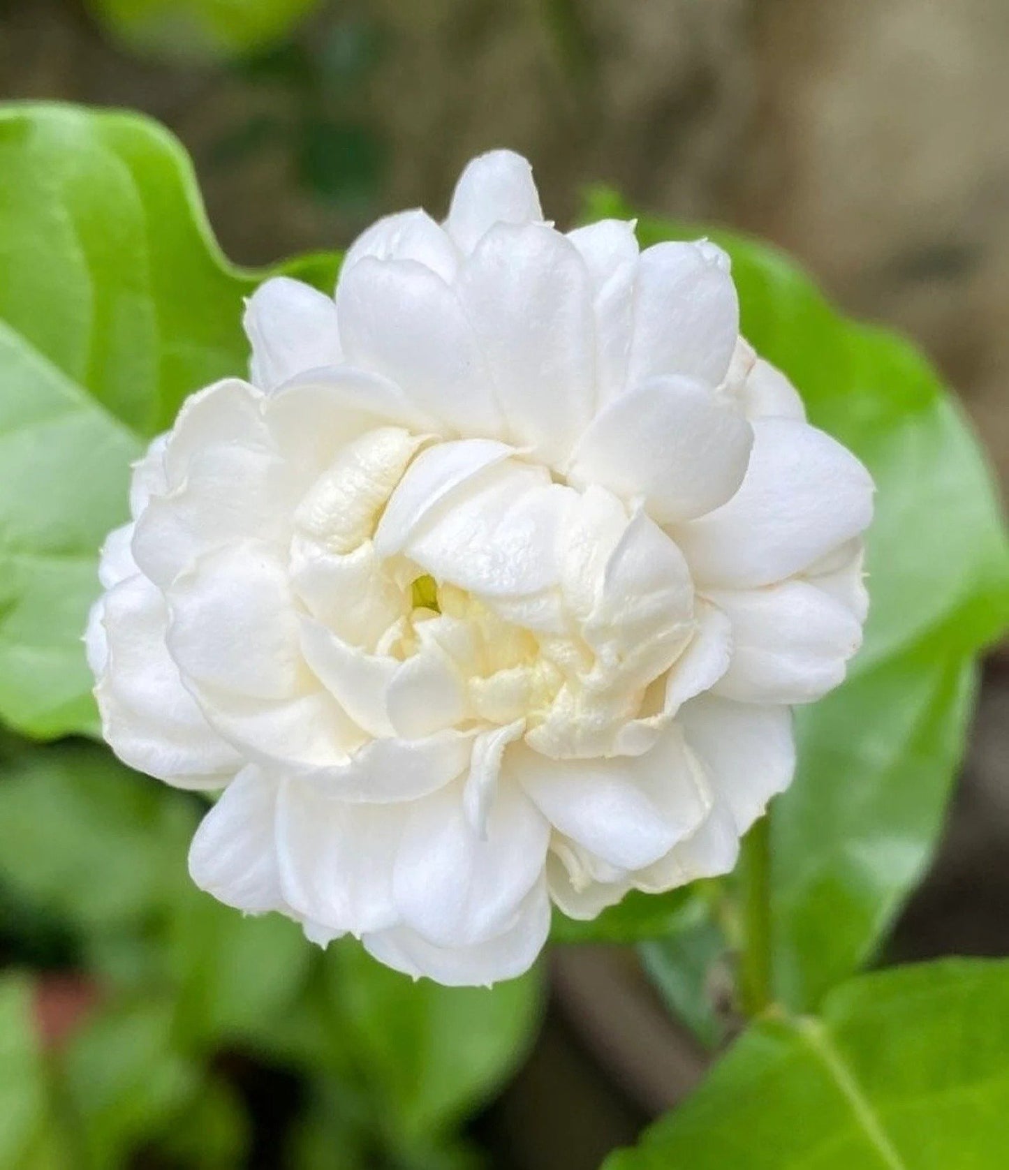 🏆 75K+ ELADVA! 🌿❄️ Éjféli parfüm jázmin magok – téli ültetés, évelő virágok és illatos kerti elegancia 🌸